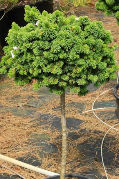 Ялина штамбова Медуза з густою подушкоподібною кроною